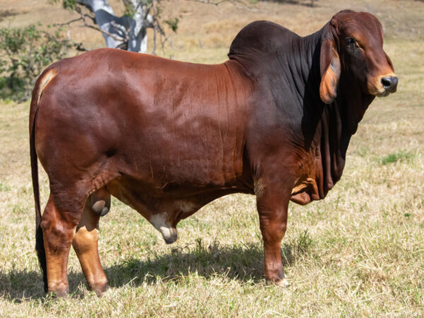 683 WILARANDY TRUMAN 5078 (PP)