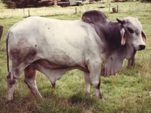 Cherokee L C Mex Man Red Brahman bull, a masculine horned sire for AI and stud breeding.