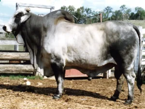 Hillview Grey Gentleman Grey Brahman bull, an elegant horned sire for AI and stud breeding.