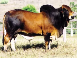 Lancefield Conway 1833 Red Brahman bull, a high-quality horned sire for AI and stud breeding.