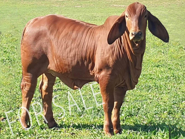 RIUNA ELEGANCE 683/1 (IVF) (PS)