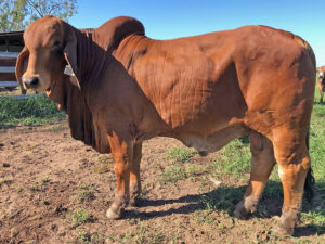 Homozygous Polled (PP) Red Brahman Bull Tarramba Mr Pheonix 3507, Elite Semen Sire.