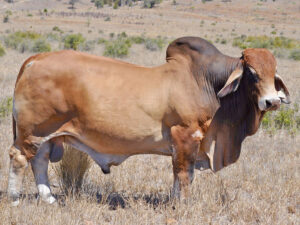Red Brahman Bull - Tarramba Sir Palissimo 2380 - Semen Sire