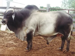 Wandilla Einasleigh Red Brahman bull, a high-performance horned sire for AI and stud breeding.