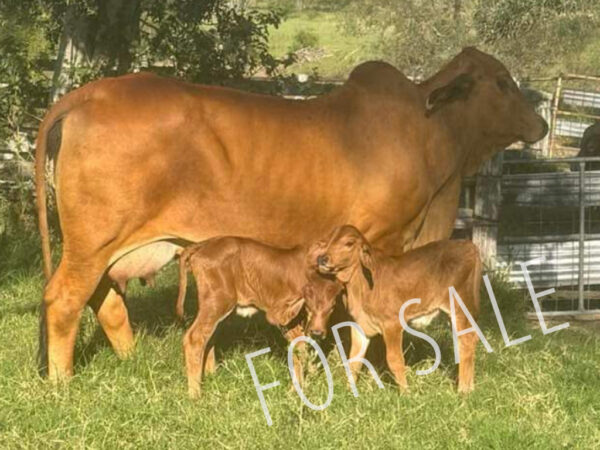 WILARANDY CARLA 9032 (PP)