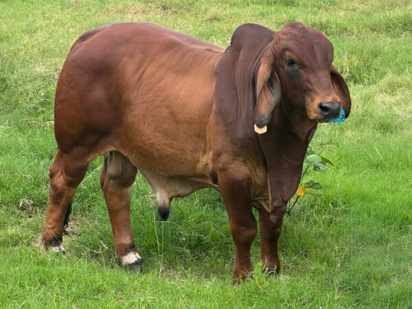 WILARANDY HIGHLANDER 5099 (IVF) (PP)