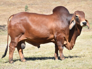 Y3K brahmans semen sales