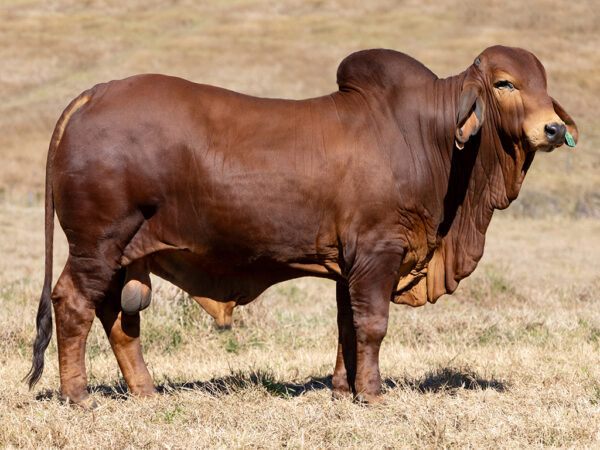 727 Y3K LONGBOW 4058 (IVF) (PS)