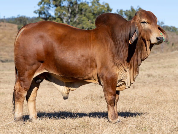 728 Y3K NAVAJO 4050 (IVF) (PS)