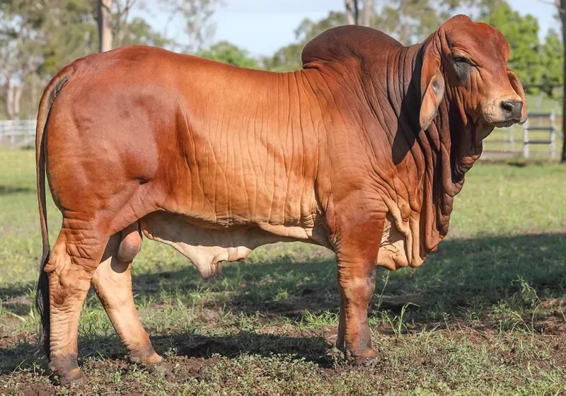 polled cattle without polled faults polled cattle without polled faults