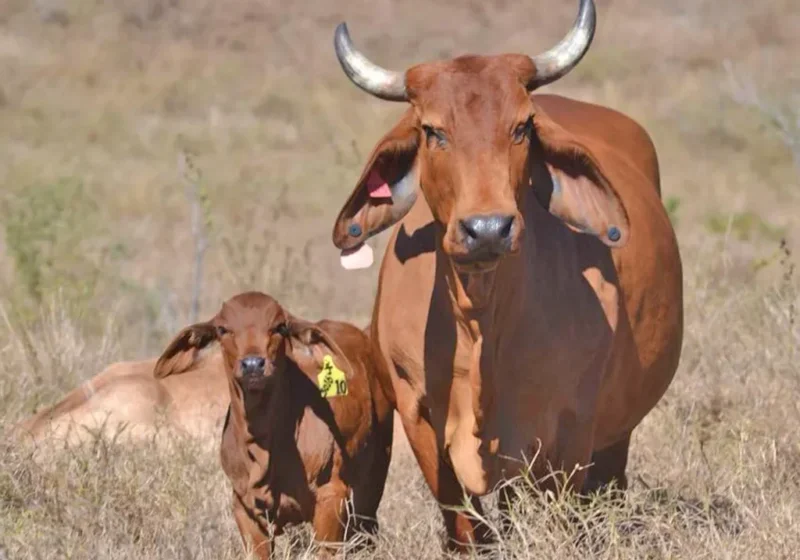 productive-females-y3k-brahmans productive-females-y3k-brahmans