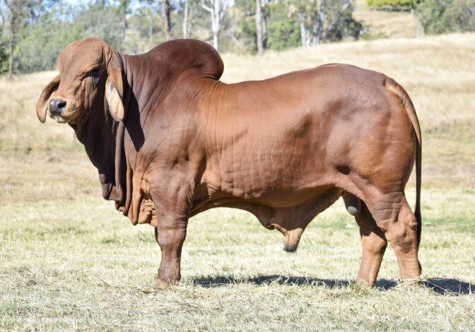 y3k-sir-gregor-bull-y3k-brahmans y3k-sir-gregor-bull-y3k-brahmans